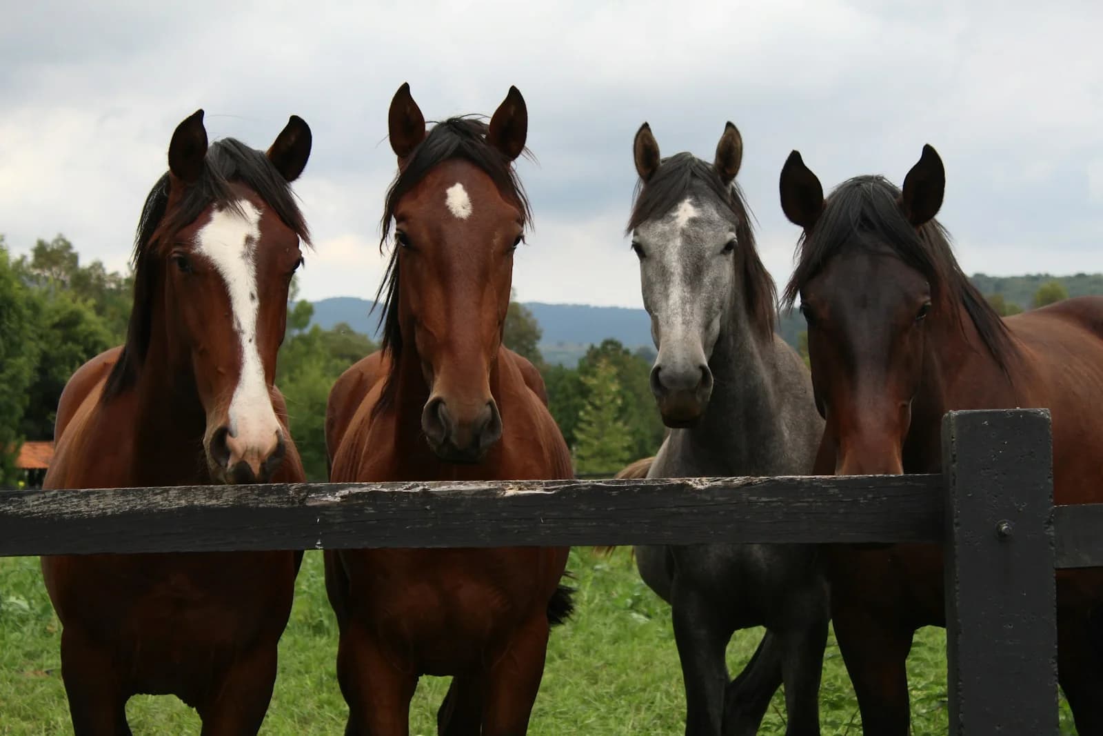 Four horses gathered behind a weathered wooden pasture fence