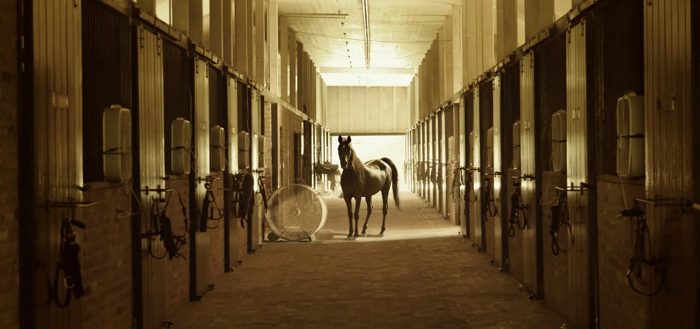 A horse standing in a long, warmly lit stable corridor